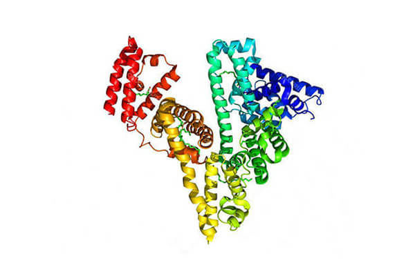 Human Serum Albumin